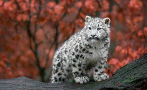 Image result for Adorable Baby Snow Leopard
