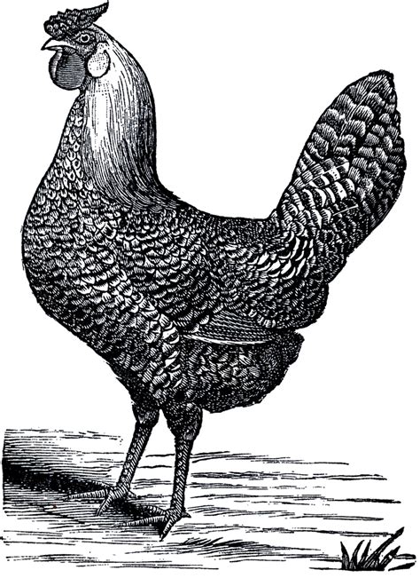 Public Domain Chicken Image!   The Graphics Fairy