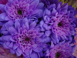 Image result for Autumn Encore Reblooming Bearded Iris - 1 Per Package | Purple | White | Iris Germanica 'Autumn Encore' | Zone 4-9 | Spring Planting | Sun Perennials