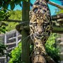 Image result for Clouded Leopard Yawning
