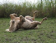 Image result for horse murdered by Sasquatch