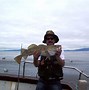Image result for Fishing for Cod Fish