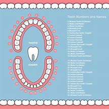 Image result for Teeth Names Diagram
