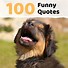 Image result for Saying Things Funny