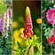 Image result for Tall Perennials