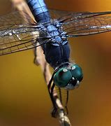 Image result for Sunday Dragonfly