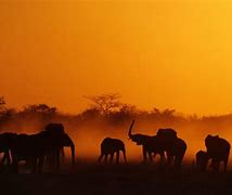 Image result for Sud Afrika Tiere