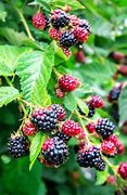 Image result for Lowe's BlackBerry Plants