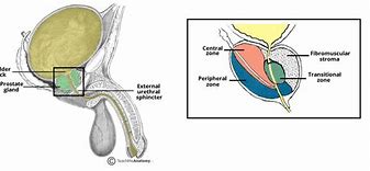 Image result for Prostate Gland Anatomy
