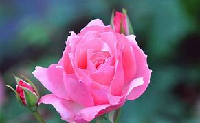 Image result for Rose Flower HD