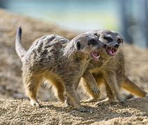 Image result for Wild Pets