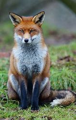 Image result for Fox