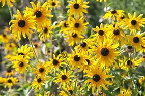 Image result for Best Full Sun Perennial Plants