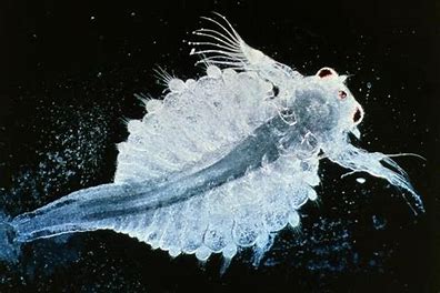 Image result for Ocean extremophiles