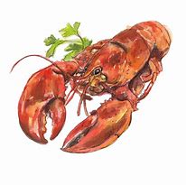 Image result for Lobster Drawing