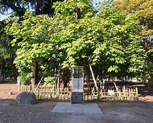 Image result for Hiroshima Tree