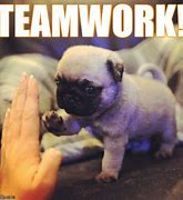 Image result for Teamwork Makes the Dream Work Funny Animal