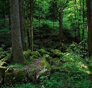 Image result for Dark Forest Germany