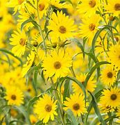 Image result for Yellow Flowering Perennials