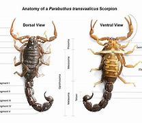 Image result for Scorpion Bite