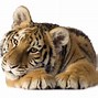 Image result for Pics of Tigers On White Backgrounds
