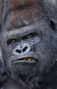 Image result for angry gorilla eyes