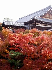 東福寺　紅葉 に対する画像結果