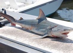 Image result for Atlantic Coast Shark Species