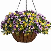 Image result for Lowe's Annual Flowers