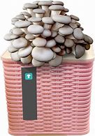 Image result for Button Mushroom Growing Kit
