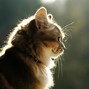 Image result for Cool Wallpapers for Kindle Fire Cats