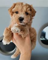 Image result for Maltipoo Puppies