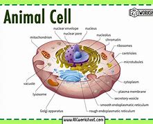 Image result for Sarah Beth Animal Cells