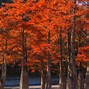 Image result for Autumn Forest in Japan
