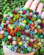 Image result for Potted Succulent Plants