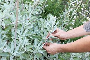 Image result for Sage Herb - Plant
