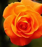 Image result for Orange Fire Rose