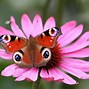Image result for Spring Butterfly