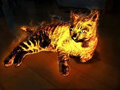 Image result for Fire Evil Cat