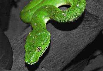 Image result for reptile pet images