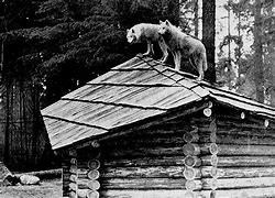 Image result for creature on a roof