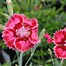 Image result for Dianthus Rosebud