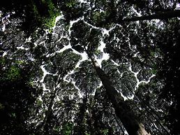 Image result for Crown Shyness Wallpaper