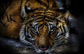 Image result for Cool Chinese Tiger Wallpapers