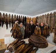 Image result for Fur Trapping
