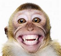 Image result for Smiling Monkey