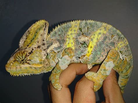 Veiled Chameleon Growth Chart And Developmental Stages