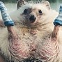 Image result for 25 Top Cutest Animals