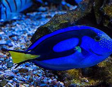 Image result for Neon Blue Saltwater Fish