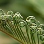 Image result for Prehistoric Water Plants